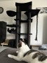 Nala (3)3